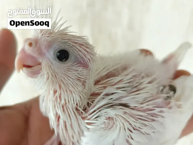 love bird and cocktails