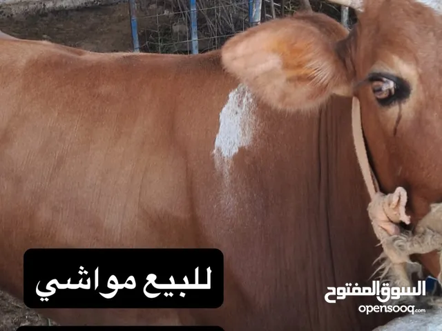 للبيع مجموعة حيوانات ومواشي