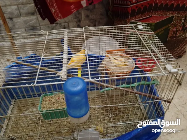 كنار للبيع شغالات تحتهم بيض وفي فراح الله يبارك لاصاحب نصيب سعر حرق تواصل