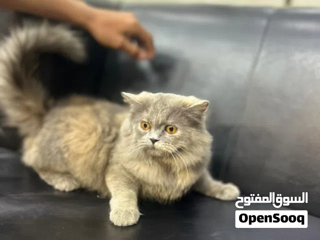 بسة شيرازي للبيع
