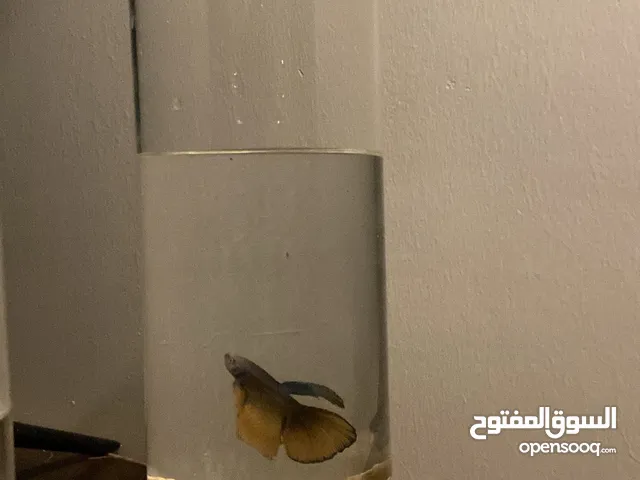 اسماك فايتر بااحواض منسقة