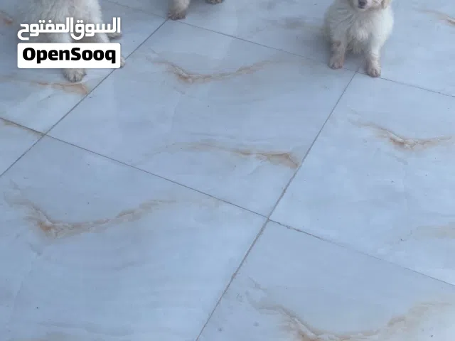 سلام عليكم كلال ترير صغار بصحه جيده وفول نضافه ولعب عمرهن 3اشهر مراوس بقطط صغيره او كلاب من غير نوع