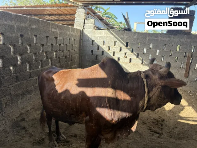 ثور عماني مطعوم بسعر مناسب جدا