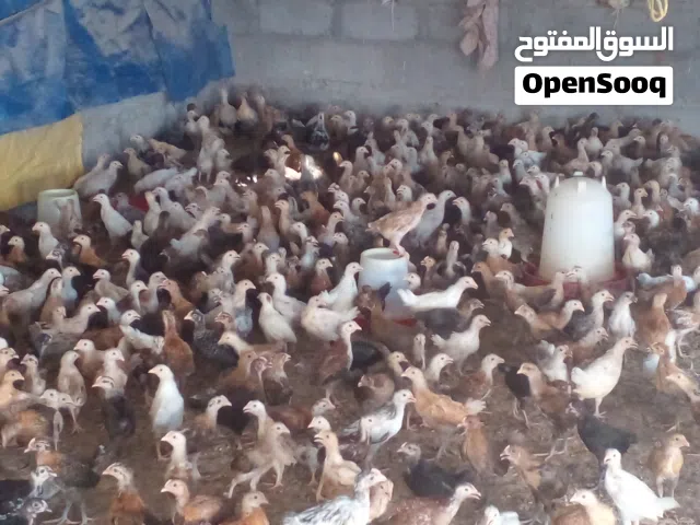 40Days Old Location:Al-Mudhaibi Sinaw