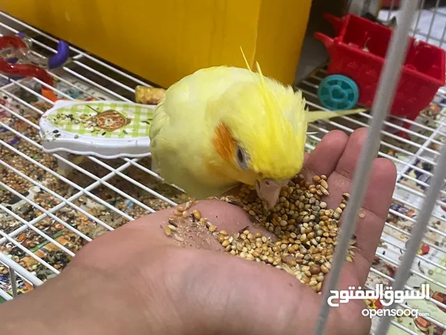 COCKATIELS PAIR WITH CAGE