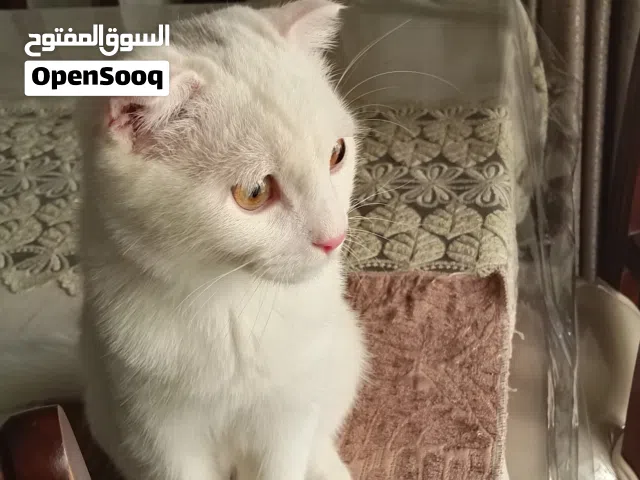 سكوتش فولد العمر بدايه الشهر الرابع معه دفتر مطاعيمه للبيع مع كامل اغراضه
