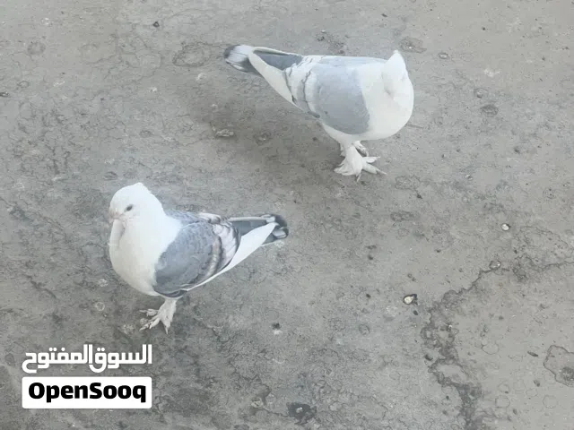 للبيع 3 ازواج مخاليف الاج وحب الرمان اقرة الوصف مهم