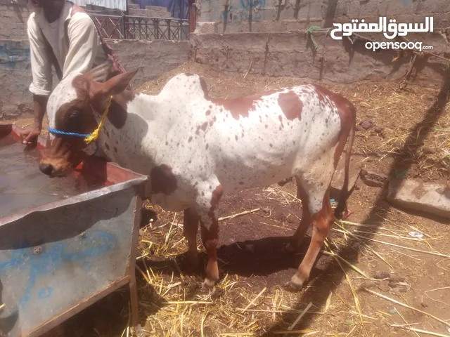 عجول رقم وحد
