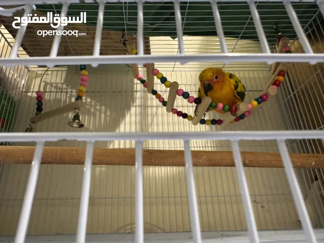 ببغاء صن كنيور اليف رد فاكتر عمره 5 اشهر