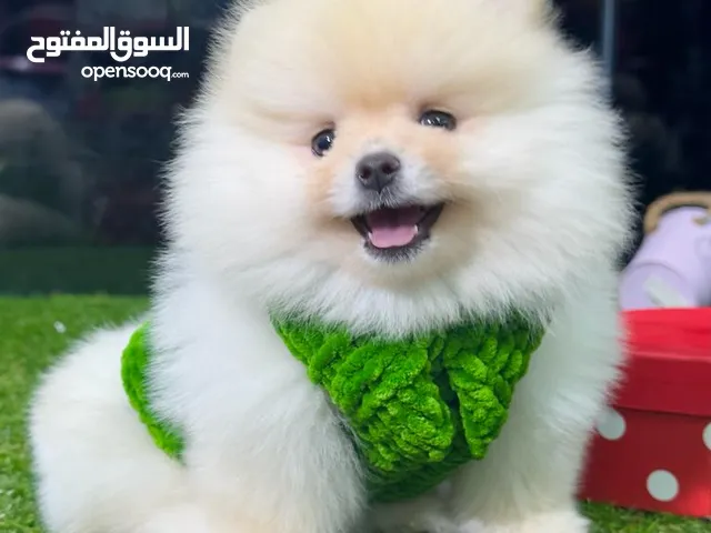 موقع #1 لبيع الكلاب في عمان : كلب جيرمن شيبرد للبيع : هسكي : بيتبول : جرو