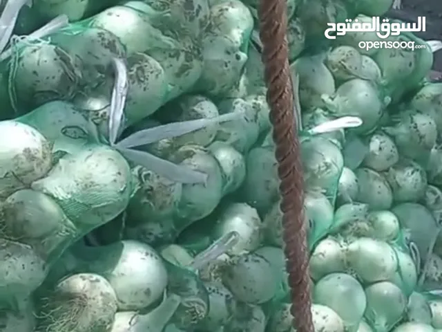بصل ابيض عماني