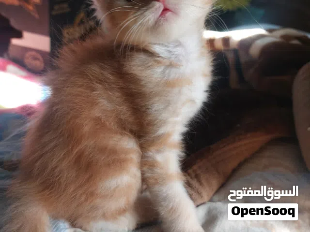 قطط لون برتقالي وعسلي فاتح شيرازي الاب والام بيرشن