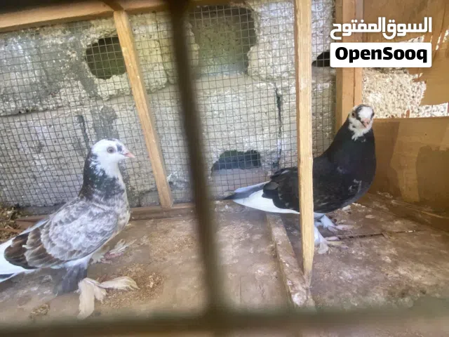 جوز هزاز يجري على دحي