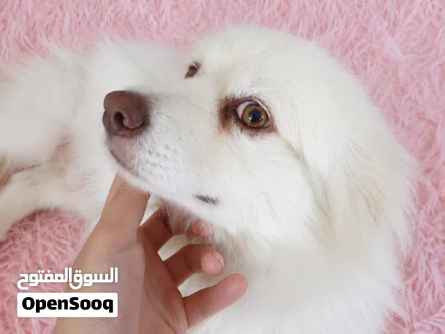 كلب بوميرانيان أصلي (Pomeranian) متعلم يفهم الناس مميز جداً