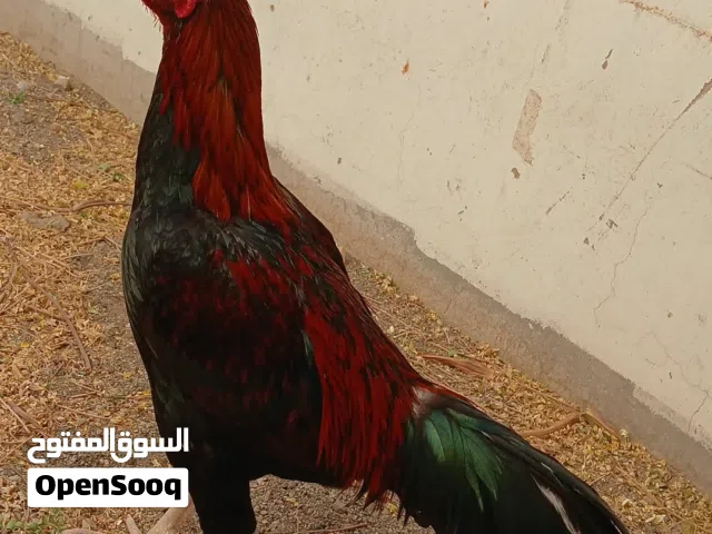 ديك باكستاني ميوالي