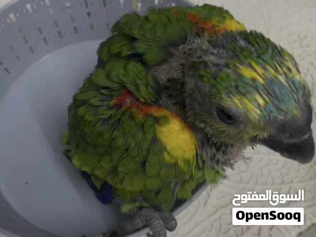 فرخ بلو فرنتد محلق بأسمي