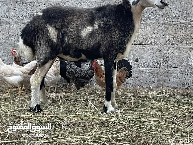 جاعده تهجين نعيمي