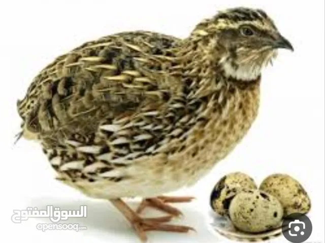 بيض فري جامبو