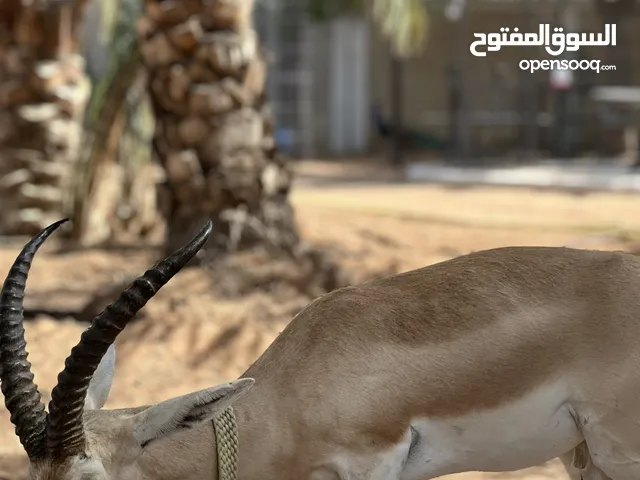ذكر غزال الريم