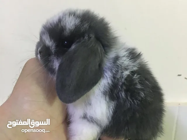 ارانب قزم نيزرلاند