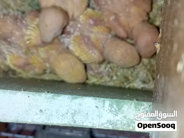 جوزين روز تحتهم فراخ وبيض