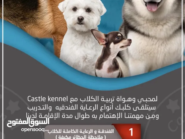 فندقة وتدريب كلاب