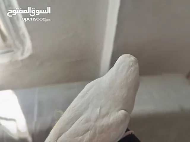 عصفور حب البينو عين حمراء للبيع مع قفص