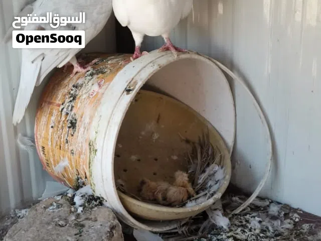 زوج ارافل قجم شرط بزارات