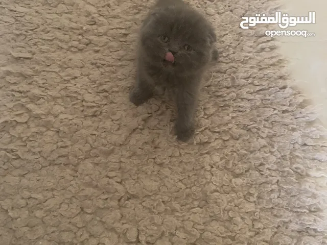 Scottish fold female