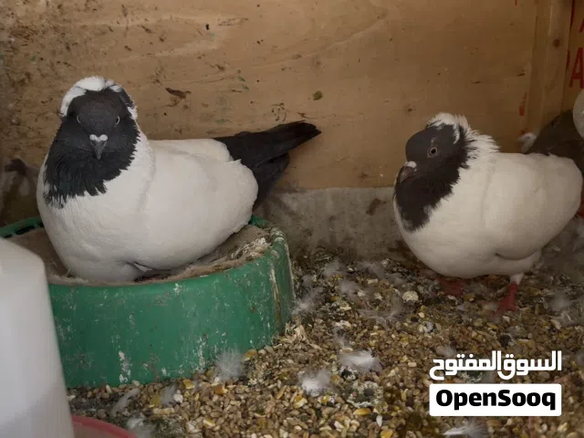 زوج رواهب جواهن بيض شادات