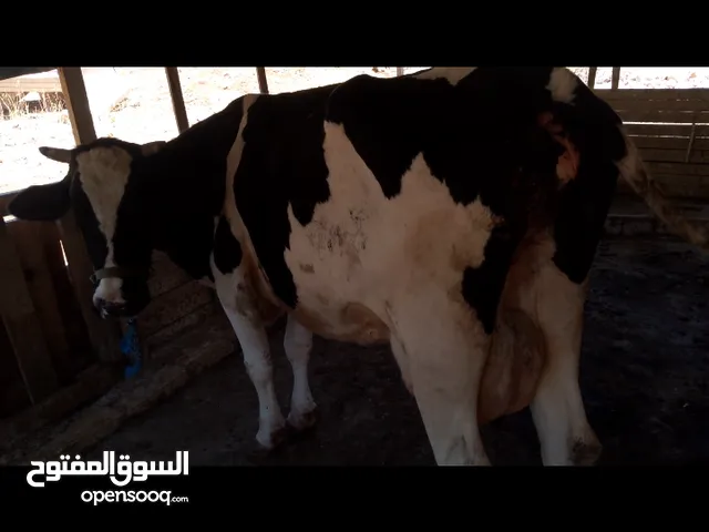 يوجد بكيره ولاده ثانيه عمر ابنه 3شهور فيها حليب 25 كيلو اكسب صلاة ع النبي