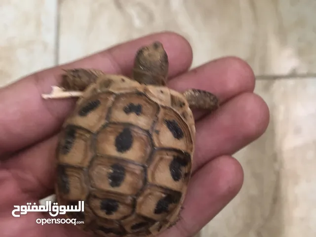 سلحفاه برية عمر شهر
