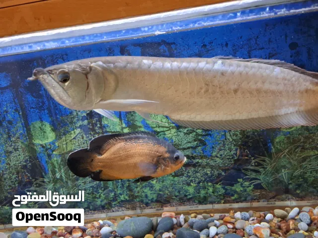 5 feet aquarium for sale 300 litre