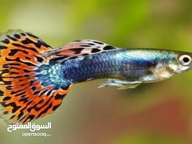 اسماك زينه جوبي 500 والتوصيل مجانا