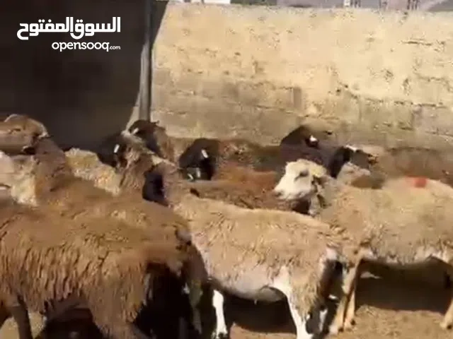 خرفان دوربر