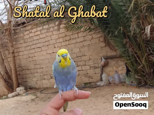 دكر بقلينو تروويض فلل ربي يبارك عيب لا اللهم بارك