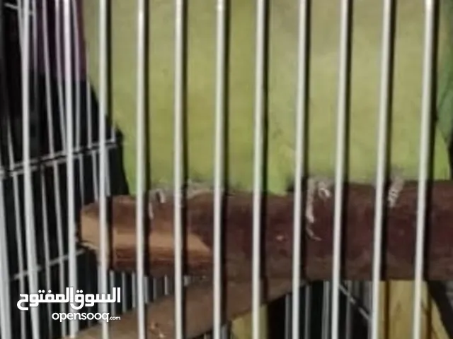 بيع زوجين دره