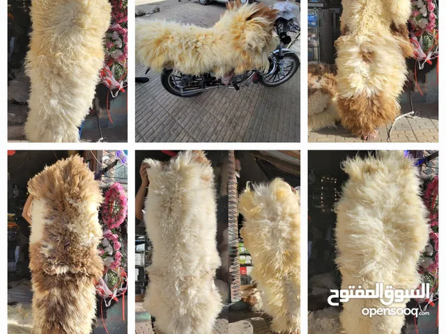 فروات جلد طبيعي سوري رقم واحد