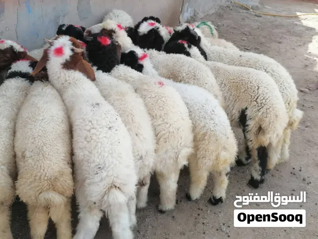 نشتري جميع الغنام والصخول والبقار