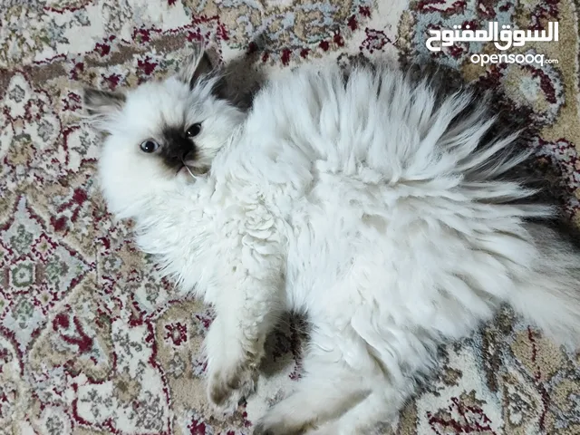 انثى لونك هير