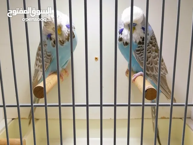 للبيع زوج بادجي انجليزي فل انجلش