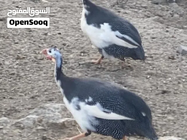 يوجد عندي دجاج بلدي ودجاج حبشي (حجل) من أفضل الأنواع، جميع الأعمار متوفرة — من صوص إلى كبير، النظافة