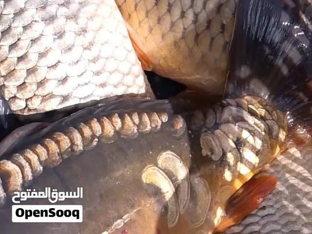 سمك  مشط للبرك والمزارع بلابيط لتنظيف البرك من الاعشاب