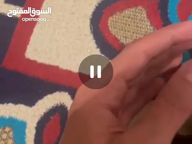 فرخ بركديلو ربي يبارك يجري جري شرنقة للبيع