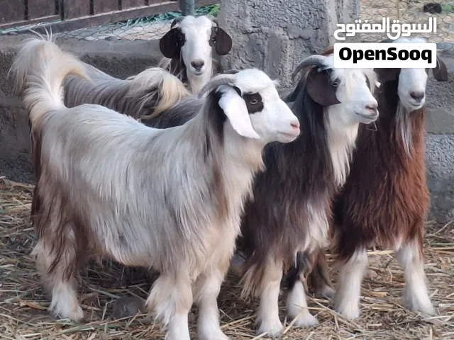جداية حوالي اضاحي للعيد