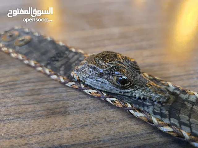 Genuine Crocodile Leather Bracelet, Real Crocodile سوار من جلد التمساح الأصلي مع راس تمساح حقيقي