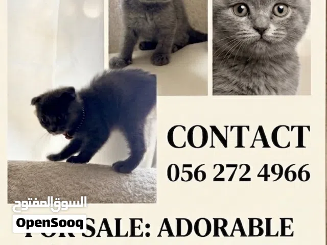 Scottish fold male all vaccinated