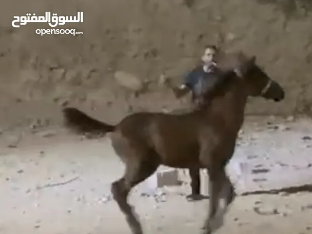 مهر بالصلاة على النبي ساغ سليم صحه عالي