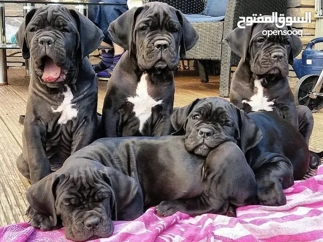 Cane Corso puppies for sale.
