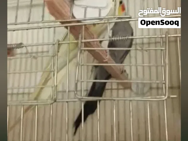عصافير كوكتيل للبيع اقرأ الوصف إنتاج مضمون جواز شغاله تحتها بيض وفراخ الله يبارك لصاحب النصيب